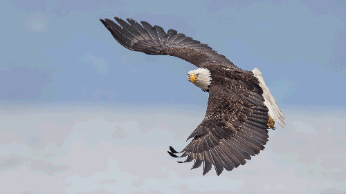 Offerings – Eagle Flight Healing