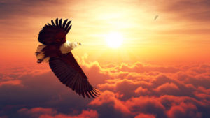Eagle Flight Healing - Shaman Cathy Stubbs