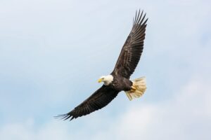 Eagle Flight Healing - Testimonial for Shaman Cathy Stubbs